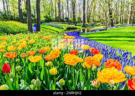 Blühende farbenfrohe Tulpen blühten im öffentlichen Blumengarten. Lisse, Holland, Niederlande. Stockfoto