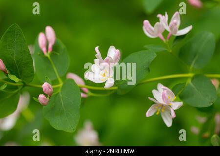 Wilder blühender Busch Lonicera Tatarica, Tatarisches Geißblatt mit rosa Blumen. Honigpflanze in Europa und der Ukraine die Verwendung von Heilkräutern für die Pre Stockfoto