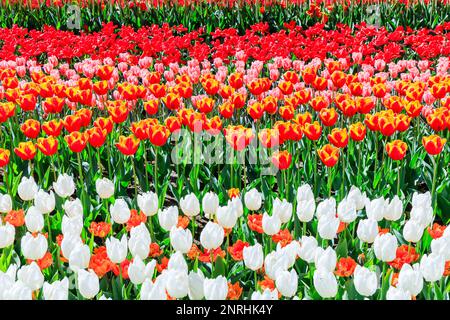 Blühendes farbenfrohes Blumenbeet im öffentlichen Blumengarten. Lisse, Holland, Niederlande. Stockfoto