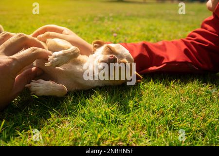 Kleiner hellbrauner und weißer Pinscher Welpe, der von den Händen eines Kindes streichelt, während er ruhig auf dem Gras des Hausgartens mit Hintergrund o liegt Stockfoto