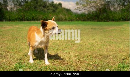 Kleiner hellbrauner und weißer Pinscher-Hund, der an einem sonnigen Tag mitten im Park mit unscharfen grünen Bäumen spaziert Stockfoto