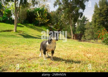 Kleiner, hellschwarzer und weißer Pinscher-Hund, der an einem sonnigen Tag mitten im Park mit unscharfen grünen Bäumen spaziert Stockfoto