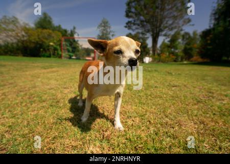 Kleiner, kurioser, hellbrauner und weißer Pinscher-Hund, der auf die Kamera in der Mitte des Parks zugeht, mit unscharfen grünen Bäumen im Hintergrund während a s Stockfoto