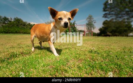 Kleiner, kurioser, hellbrauner und weißer Pinscher-Hund, der auf die Kamera in der Mitte des Parks zugeht, mit unscharfen grünen Bäumen im Hintergrund während a s Stockfoto