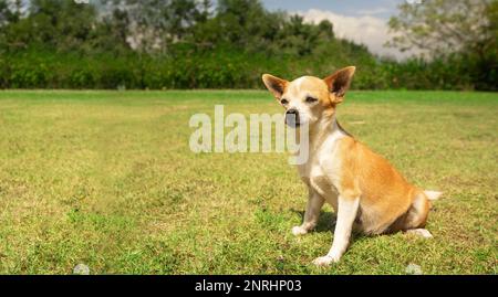 Kleiner hellbrauner und weißer Pinscher-Hund, der an einem sonnigen Tag in der Mitte des Parks mit unscharfen grünen Bäumen sitzt. Bild mit Kopien Stockfoto