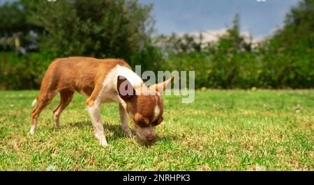 Kleiner hellbrauner und weißer Pinscher Hündchen schnüffelt im Gras in der Mitte des Hausgartens mit unscharfem grünen Buschhintergrund. Bild mit Kopie Stockfoto