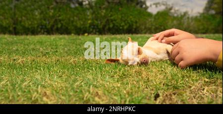 Kleiner hellbrauner und weißer Pinscher Welpe, der von den Händen eines Kindes streichelt, während er ruhig auf dem Gras des Hausgartens mit Hintergrund o liegt Stockfoto