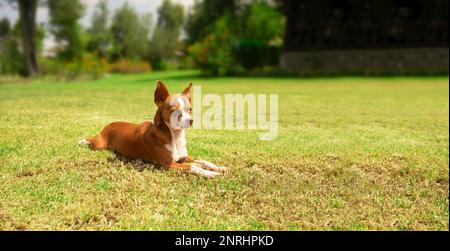 Kleiner brauner und weißer Pinscher-Hund, der sich ruhig auf dem Gras im Garten vor dem Hintergrund von unscharfen grünen Bäumen ruht. Bild mit Kopierbereich Stockfoto