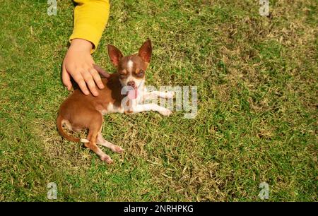 Kleiner brauner und weißer Pinscher Welpe, der auf dem Gras im Garten des Hauses liegt, mit ausgezogener Zunge, die von der Hand eines Kindes streichelt wird. Bild mit Stockfoto