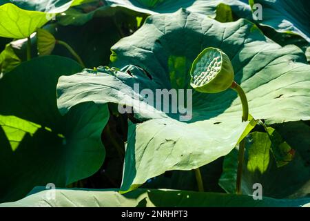 Blätter und Samenschote eines indischen Lotus (Nelumbo nucifera) in den Gärten der Burg Trauttmansdorff. Stockfoto