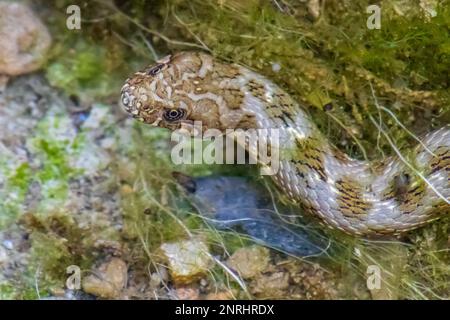 Natrix maura, Viperine Snake mit dem Kopf aus dem Wasser Stockfoto