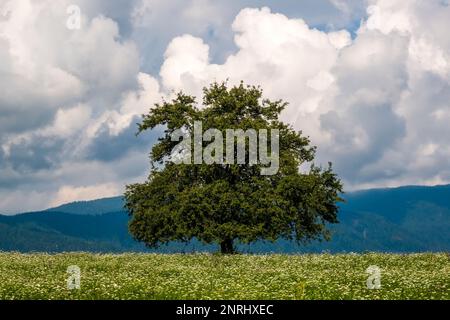 Ein einzelner Baum auf einer blühenden Wiese in landwirtschaftlicher Landschaft, Hügel und Wolken in der Ferne. Stockfoto