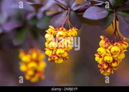 Berberis thunbergii, japanische oder rote barbeergelbe Blüten im Frühling. Die Blüte von Thunbergs Barbeere. Stockfoto