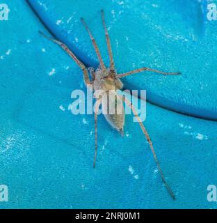 Agelena labyrinthica, Labyrinth Spider Stockfoto