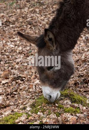 Ein einzelner Esel steht im Wald im New Forest Stockfoto
