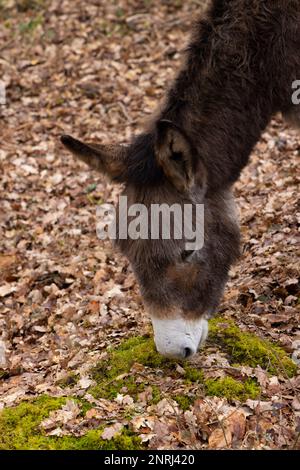 Ein einzelner Esel steht im Wald im New Forest Stockfoto