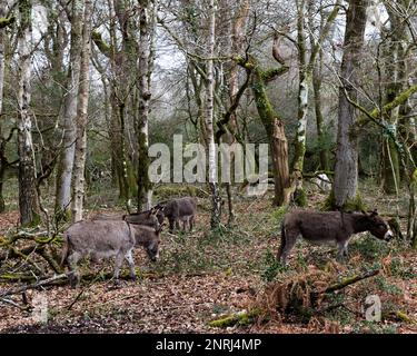 Eine kleine Eselherde grast im Wald des Neuen Waldes Stockfoto