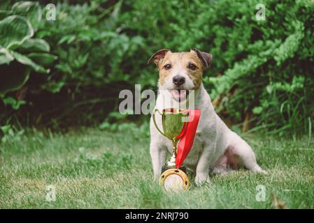 Championshund mit Goldmedaille und Becher auf dem Rasen Stockfoto