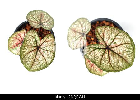 Caladiums bicolor Pflanze isoliert auf weißem Hintergrund Stockfoto