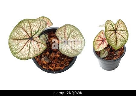 Caladiums bicolor Pflanze isoliert auf weißem Hintergrund Stockfoto