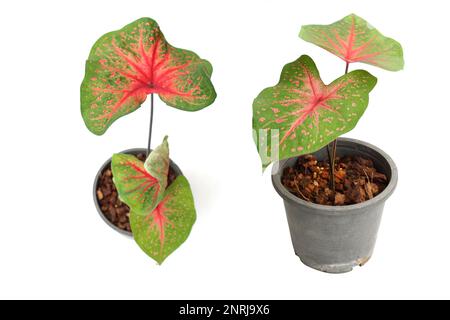 Caladiums bicolor Pflanze isoliert auf weißem Hintergrund Stockfoto