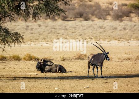 Südafrikanische Oryx und Blaue Gnus im Kgalagadi-Grenzpark, Südafrika; Specie Oryx gazella und Connochaetes taurinus-Familie der Bovidae Stockfoto