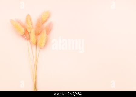 Natürliche flauschige, getrocknete Stacheln auf pinkfarbenem Hintergrund, Nahaufnahme mit Kopierraum Stockfoto