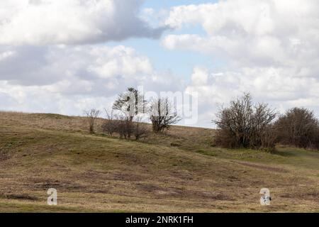 Morgens Blick auf Bäume und Gras in Dorset mit einem Hund im Vordergrund. England, Großbritannien Stockfoto