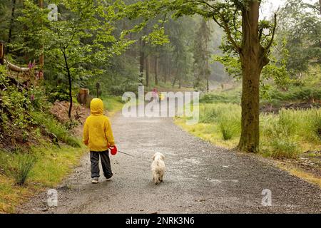 Vater und drei Kinder mit maltesischem Haustier, die im Sommer bei starkem Regen in einem Wald spazieren gehen Stockfoto