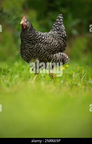 Amrock-Henne im Naturhintergrund, die in die Kamera schaut Stockfoto