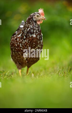 Schwedisches Blumenhuhn auf einer Wiese Stockfoto