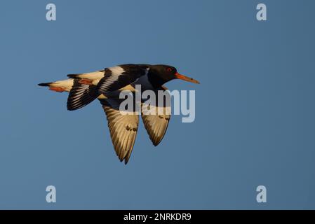 Austernfischer (Haematopus ostralegus), die gemeinsam in der Abendsonne am Fluss Tay, Perthshire, Schottland, fliegen. Stockfoto