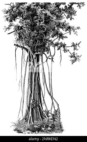 Eine tropische Pflanze Ficus religiosa. Veröffentlichung des Buches "Meyers Konversations-Lexikon", Band 2, Leipzig, 1910 Stockfoto