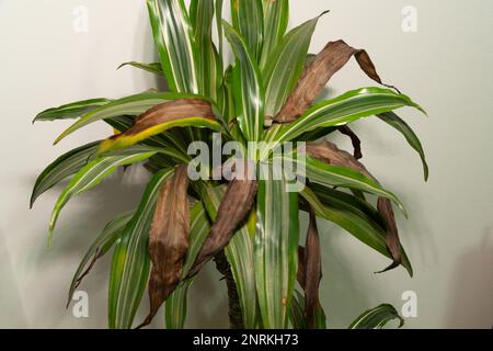 Nahaufnahme von braunen toten Blättern auf einer Dracaena-Duftstoffderemensis oder Ulises-Zimmerpflanze. Stockfoto