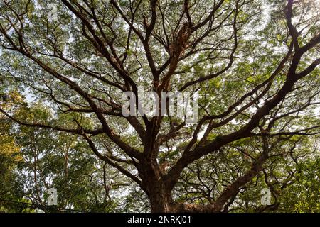 Blick aus einem hohen Winkel auf einen alten Baum mit seinen wunderschönen Zweigen und Blättern in Goa, Indien. Stockfoto