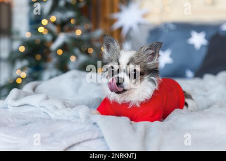 Hübscher lächelnder hund aus chihuahua, der einen roten, warmen Pullover im skandinavischen Stil trägt, mit Weihnachtsbaum, Lichtern und dekorativen Kissen. Der Hund riecht Stockfoto