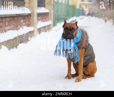 Boxer Hündchen trägt blauen Schal und Weste mit Fell auf Schnee. Winter im Stadtpark in der Innenstadt, selektiver Fokus, gedämpft. Stockfoto