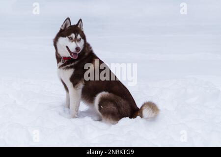 Sibirischer Husky Welpe mit rotem Halsband sitzt auf Schnee. Winter im Park. Horizontal, Kopierbereich. Stockfoto