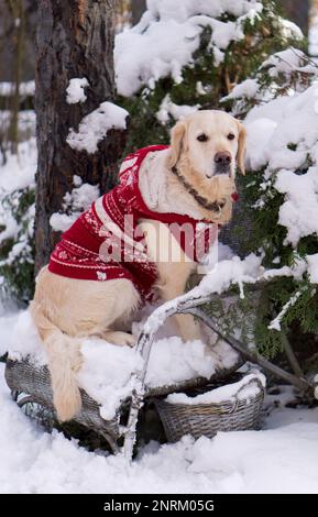 Ein bezaubernder goldener Retriever-Hund in einem warmen roten weihnachtsmantel, der auf einem Korbsessel im Garten sitzt. Winter im Park. Stockfoto