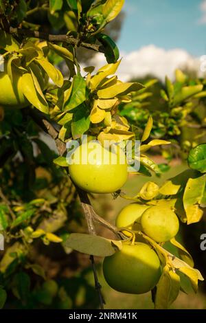 Still grüne Grapefruitfrüchte hängen vom Baum in Nahaufnahme vor dem Hintergrund von unscharfen Blättern an einem sonnigen Tag. Wissenschaftliche Bezeichnung: Citrus x paradi Stockfoto