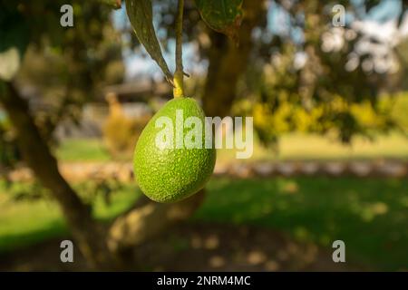 Grüne Avocadofrüchte, die an einem sonnigen Tag in der Nähe von unscharfen Blättern vom Baum hängen. Wissenschaftliche Bezeichnung: Persea americana Stockfoto