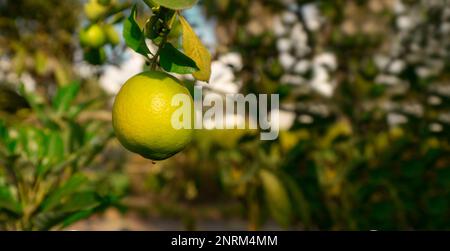 Still grüne Grapefruitfrüchte hängen vom Baum in Nahaufnahme vor dem Hintergrund von unscharfen Blättern an einem sonnigen Tag. Wissenschaftliche Bezeichnung: Citrus x paradi Stockfoto