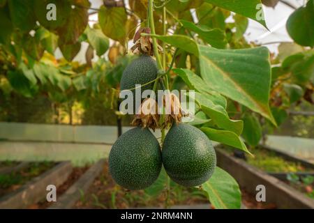 Granadilla oder chinesische Granatapfelfrüchte hängen von der Pflanze umgeben von grünen Blättern in einem Gewächshaus an einem sonnigen Tag. Wissenschaftliche Bezeichnung: Passif Stockfoto