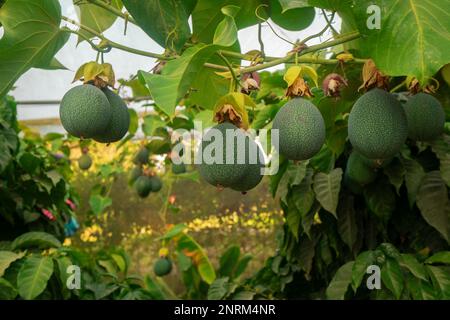 Granadilla oder chinesische Granatapfelfrüchte hängen von der Pflanze umgeben von grünen Blättern in einem Gewächshaus an einem sonnigen Tag. Wissenschaftliche Bezeichnung: Passif Stockfoto