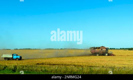 Eine Erntemaschine erntet im Herbst auf einem Feld in Russland auf dem Rücksitz eines Lkws. Stockfoto