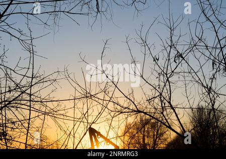 Frühlingsbäume verzweigen ohne Blätter am blauen Himmel. Stockfoto