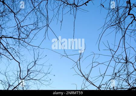 Frühlingsbäume verzweigen ohne Blätter am blauen Himmel. Stockfoto