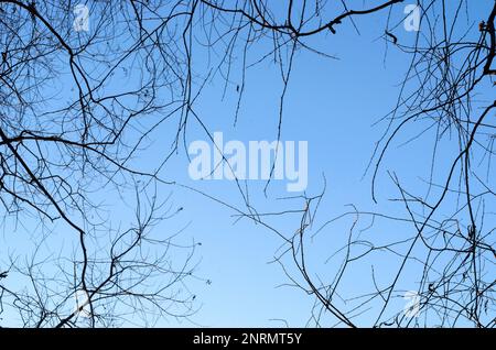 Frühlingsbäume verzweigen ohne Blätter am blauen Himmel. Stockfoto