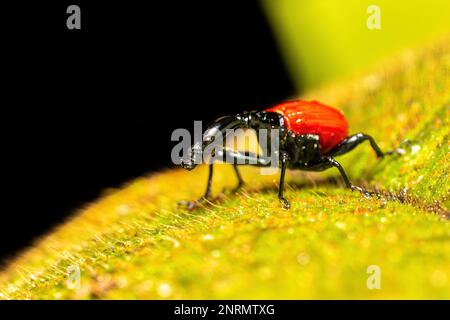 Frau mit bizarren Insekten, seltsames Insekt Giraffe Weevil (Trachelophorus Giraffa), Ranomafana-Nationalpark, Madagaskar Wildtier Stockfoto