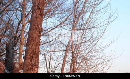 Frühlingsbäume verzweigen ohne Blätter am blauen Himmel. Stockfoto